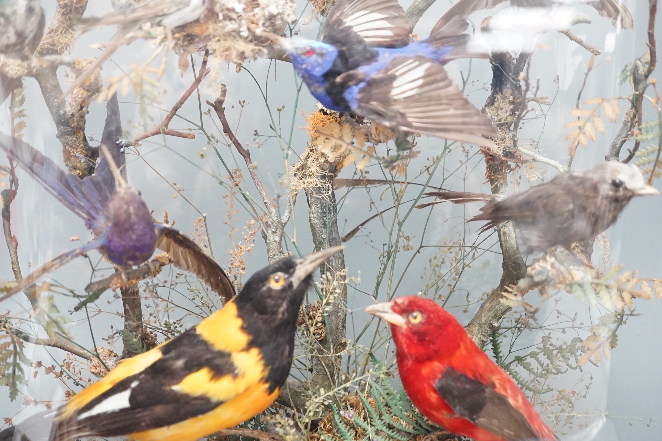 A 19th century display of taxidermic exotic birds including hummingbirds under a glass dome by H Ward, late Williams, 2 Veere Street, London. 59cm.